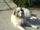Pyrenejsk� horsk� pes