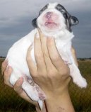 Pyrenejsk� horsk� pes