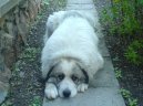 Pyrenejsk� horsk� pes