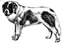 Pyrenejsk� mastin