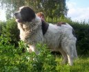 Pyrenejsk� mastin