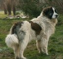 Pyrenejsk� mastin