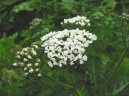 �eb���ek obecn�