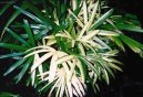 Rhapis, palmenka n�zk�