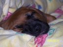 Rhod�sk� ridgeback, Rhod�zsk� ridgeback