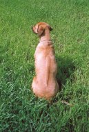 Fotky: Rhod�sk� ridgeback, Rhod�zsk� ridgeback (foto, obrazky)