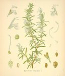 Pokojov� rostliny:  > Rozmar�na L�ka�sk� (Rosmarinus officinalis)