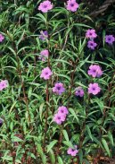 Pokojov� rostliny:  > Ruellia