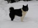 Ps� plemena:  > Ruskoevropsk� lajka (Russian-European Laika)