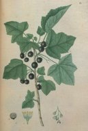 Pokojov� rostliny:  > Ryb�z �ern� (Ribes nigrum L.)