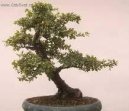 :  > Sager�cie �ajov� (Sageretia theezans)
