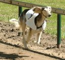 :  > Saluki, Persk� chrt (Arabian Hound, Saluki)