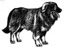 �arplaninsk� pasteveck� pes