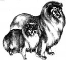 Sheltie