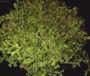 Pokojov� rostliny:  > ��patka, vrane�ek (Selaginella)