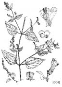 Pokojov� rostliny:  > �i��k (Scutellaria lateriflora)