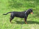 Slovensk� kopov