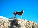 Ps� plemena: Chrti > �pan�lsk� chrt (Spanish Greyhound, Galgo espanol)