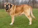 Ps� plemena:  > �pan�lsk� mastin (Mastin Espanol)