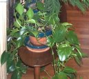 �plhavnice, scindapsus, potos