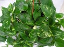 Pokojov� rostliny:  > �plhavnice, scindapsus, potos (Epipremnum)