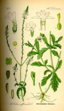 :  > Spor�� L�ka�sk� (Verbena officinalis)