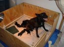 :  > Stanoven� optim�ln� doby kryt� fen (Veterin�rn� rady)