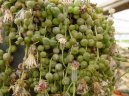 Star�ek Rowle�v