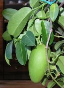 :  > Stefanotis, v�ncovec kv�tnat� (Stephanotis)
