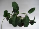 Stefanotis, v�ncovec kv�tnat�