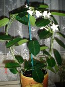 Stefanotis, v�ncovec kv�tnat�