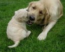 Ps� plemena:  > �t�n� a v�e o n�m (Puppies)