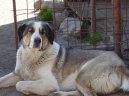 :  > St�edoasijsk� pasteveck� pes (Central Asia Shepherd Dog)