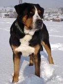 :  > Velk� �v�carsk� sala�nick� pes (Grosser Schweizer Sennenhund)