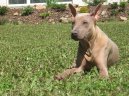 Thajsk� ridgeback