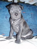 :  > Thajsk� ridgeback (Thailand-Ridgeback)