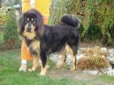 Tibetsk� doga