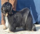 :  > Tibetsk� teri�r (Tibetan Terrier)