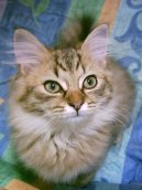 :  > Tiffany ko�ka (Tiffany Cat / Chantilly)