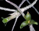 Pokojov� rostliny:  > Tilandsie �ed� (Tillandsia usneoides)