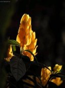 Pokojov� rostliny:  > Tlustoklasec (Pachystachys)