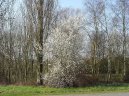 Trnka Obecn�