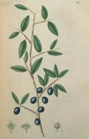 Pokojov� rostliny:  > Trnka Obecn� (Prunus spinosa L.)