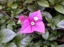 Pokojov� rostliny:  > Troj�atov� kv�t, bug�nvilea (Bougainvillea glabra)