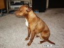Trpasli�� pin�