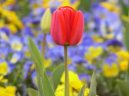Tulip�n