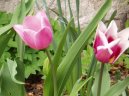 Pokojov� rostliny:  > Tulip�n (Tulipa)
