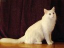 Tureck� Angora
