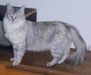 Tureck� Angora