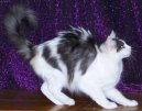 Tureck� Angora